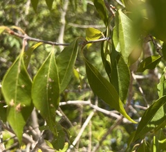 Forestiera acuminata