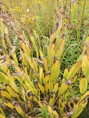 Chasmanthium latifolium