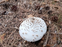 Chlorophyllum rhacodes