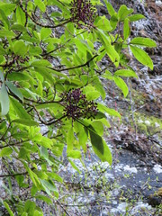 Pseudopanax macintyrei