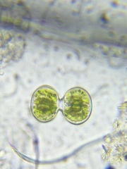 Cosmarium contractum