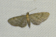 Eupithecia haworthiata