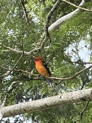 Piranga bidentata
