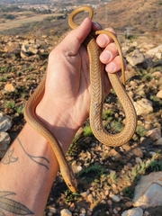 Psammophis brevirostris