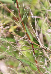 Ionactis linariifolia