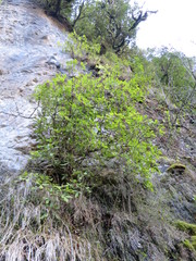 Pseudopanax macintyrei