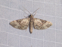 Eupithecia owenata