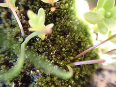 Ptychostomum