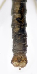 Dicranomyia mediterranea