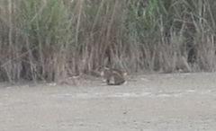 Lepus granatensis