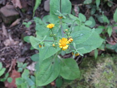 Sigesbeckia agrestis