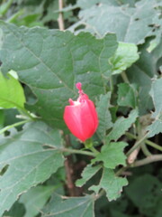 Malvaviscus arboreus