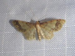Idaea skinnerata