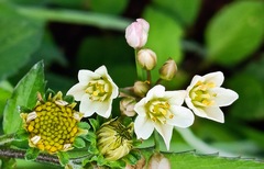 Nothoscordum gracile