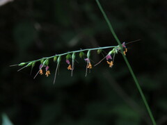 Oplismenus compositus