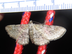 Iridopsis larvaria