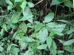 Oplismenus compositus