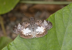 Chiomara asychis