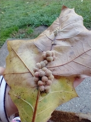 Callirhytis piperoides