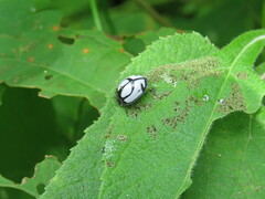 Epilachna nigrocincta