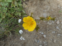Potentilla grandiflora