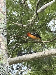 Piranga bidentata