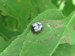 Epilachna nigrocincta