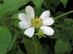 Montanoa