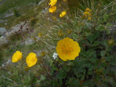 Potentilla grandiflora