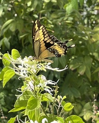 Heraclides cresphontes
