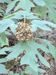 Hydrangea quercifolia