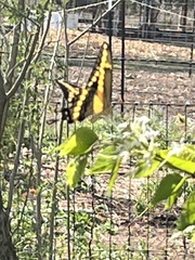 Heraclides cresphontes