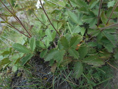 Potentilla grandiflora