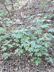 Hydrangea quercifolia