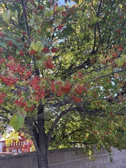 Crataegus phaenopyrum