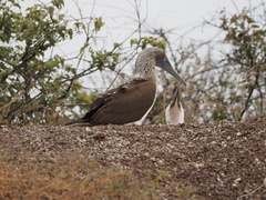 Sula nebouxii excisa