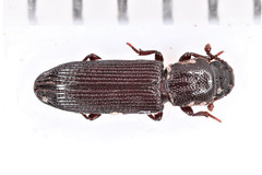 Pycnomerus