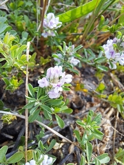 Psoralea decumbens