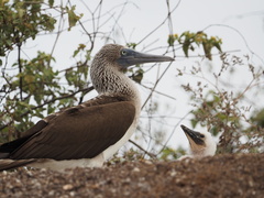 Sula nebouxii excisa