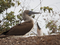 Sula nebouxii excisa