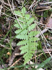 Athyrium asplenioides