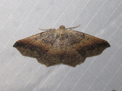 Prochoerodes forficaria