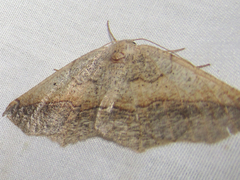 Prochoerodes forficaria