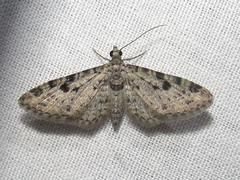 Prorella discoidalis