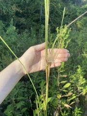 Andropogon gyrans