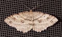 Melanolophia signataria