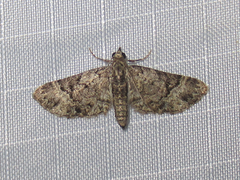 Eupithecia owenata