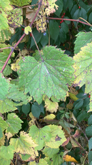 Vitis riparia
