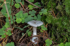 Clitocybe ditopa