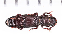 Pycnomerus